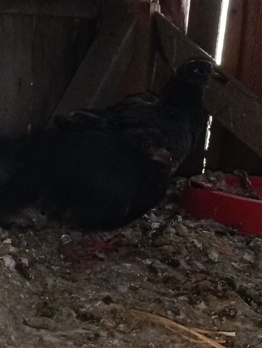 Vând 10 porumbei voiajori