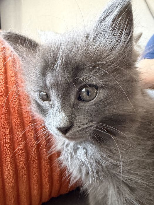 Котенок серый, девочка