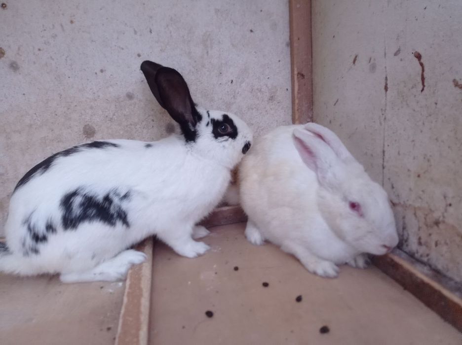 Куенлар сотилади холати соглом