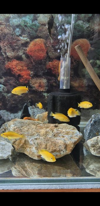 Африканские цихлиды