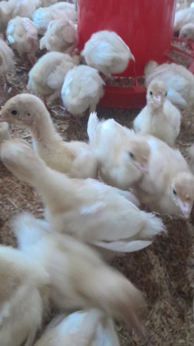 Induk bik 6 juja sotiladi narxi 130000 ming 1 oyligi