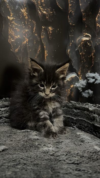 Премиальные котята Maine Coon | Элитная порода