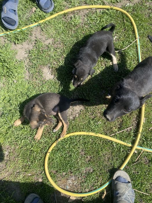 Отдам даром щенят