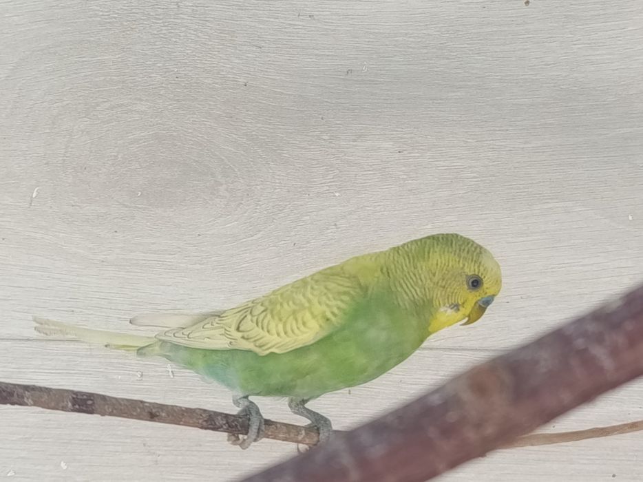 Волнистые попугаи