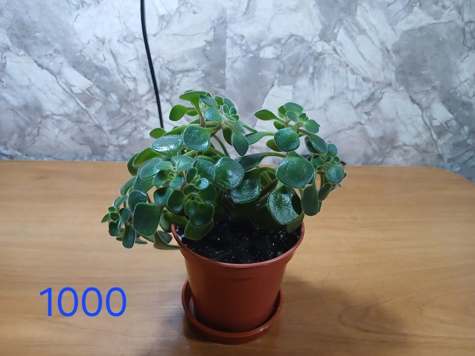 Продам домашние растения