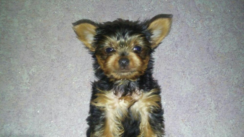 Продам щенков Йорка Каспий рассрочка