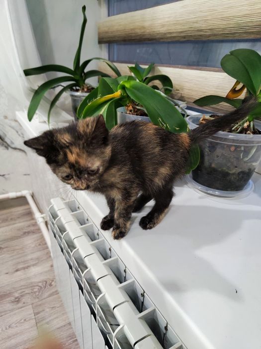В добрые руки кошечки!!!