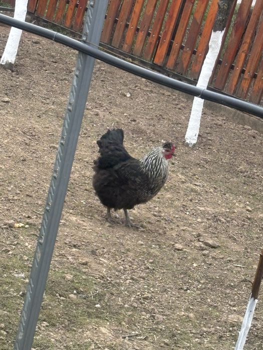 Oua pentru incubator