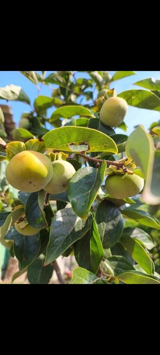 Mar cu miez rosu ionatan, topaz  la oferta 13 lei bucata. 100 buc disp