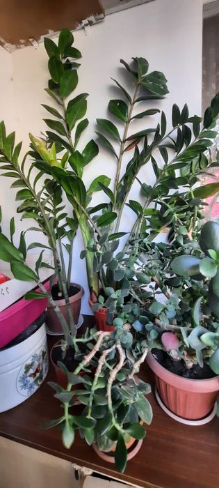 Продам цветы комнатные