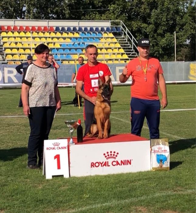 Femela ciobanesc german cu pedigree top