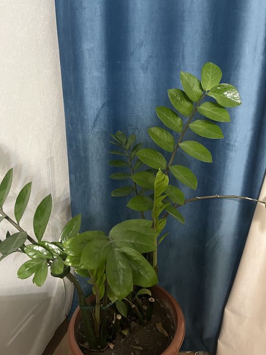 Цветы доллар к деньгам