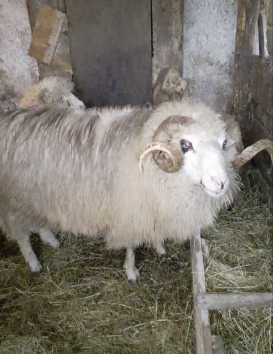 Vând berbec de 2 ani