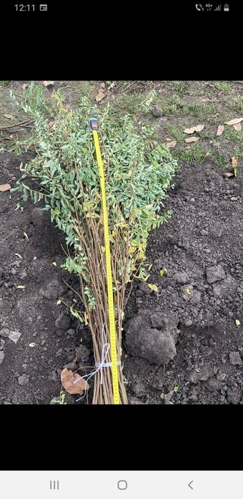 Puieți salcâm  60 bani