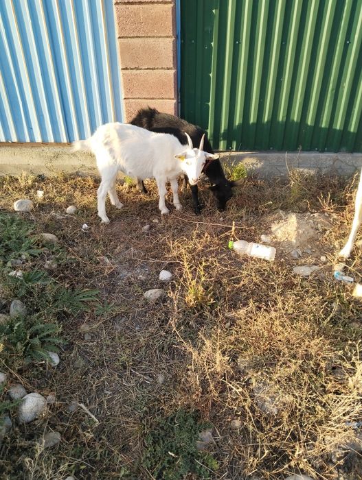 Шібіш. сатылады.