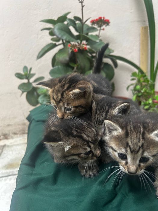 Мушук болалари текинга берамиз яхши бокадиганларга