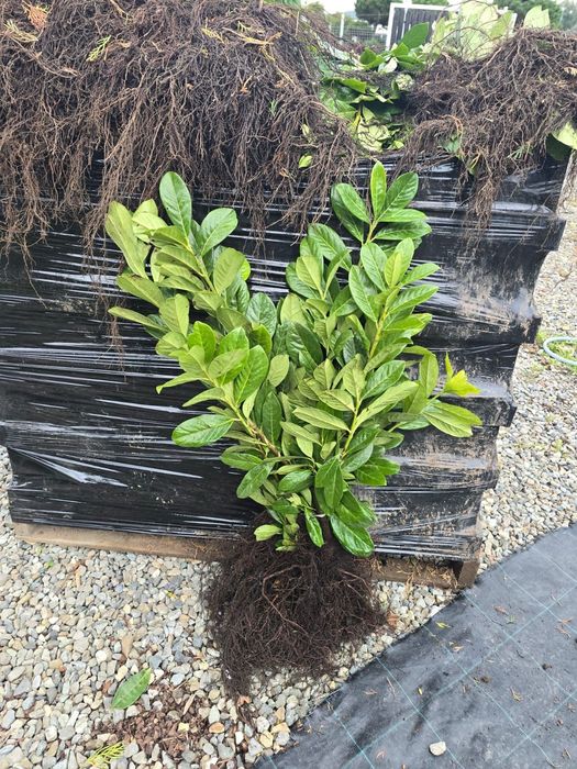 Laur Englezesc Novita - 80-100cm,  Ramificat