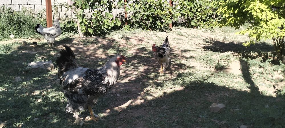 Сату қораз қолдың