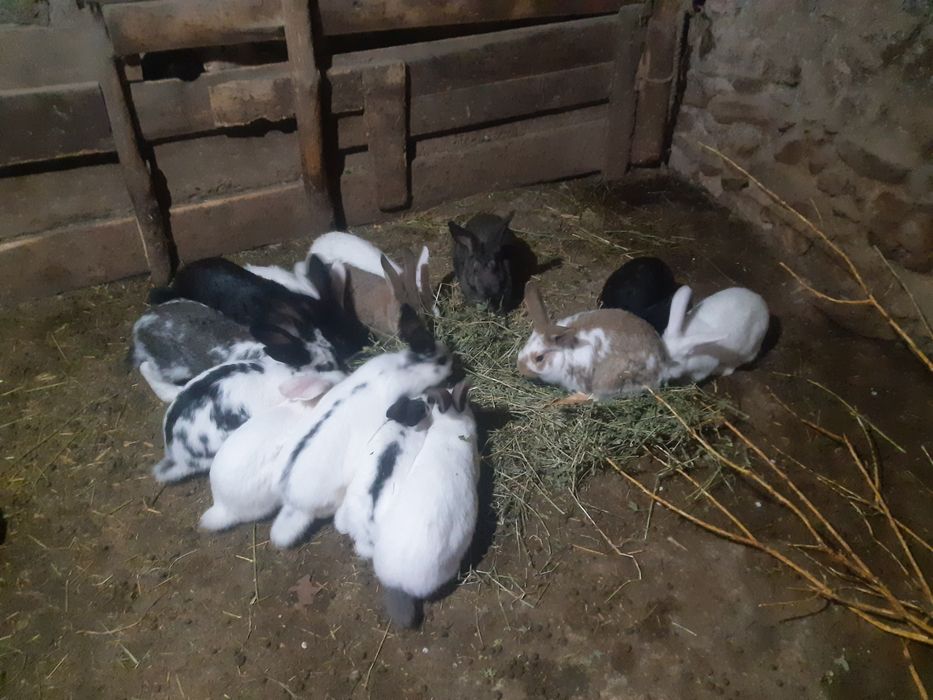 Продавам эайци мъжки/женски