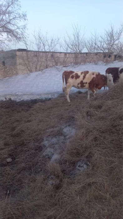 Продам подсосную тёлочку, 1 год
