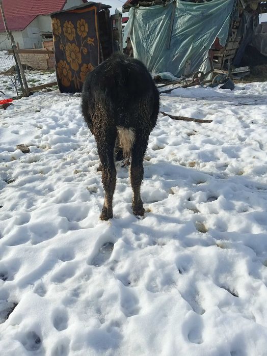 Vînd vițel mai multe detalii la telefon