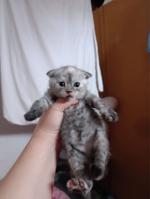 Продам котят шотладцев