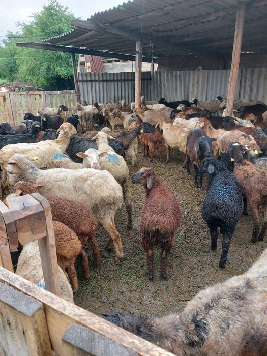 Продам баран цены разные