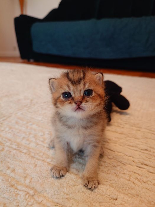 British shorthair golden cu pedigree