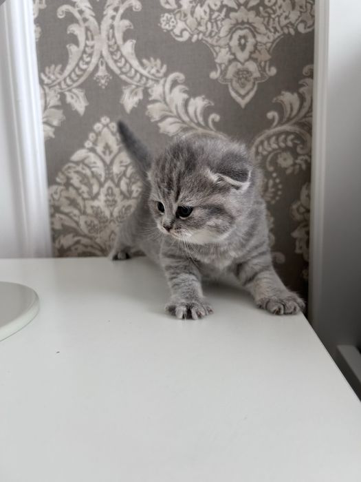 Scottish fold tabby