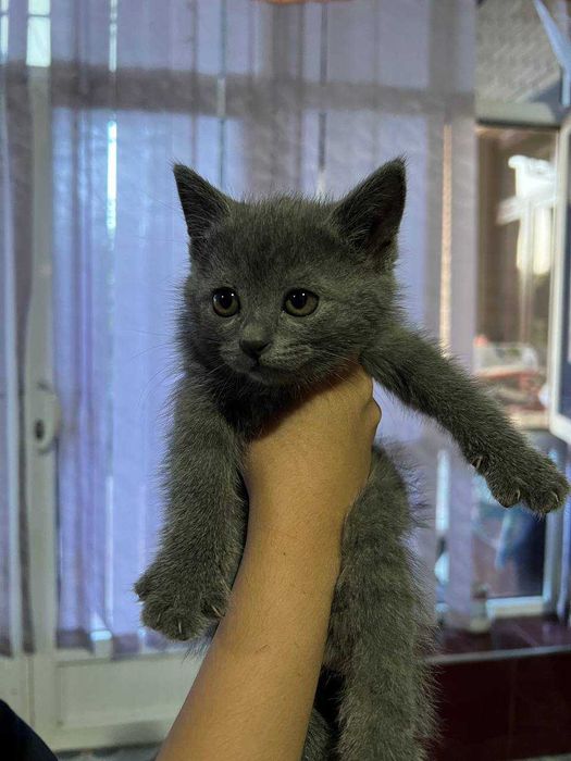 Продаются котята Шиншиллы!!