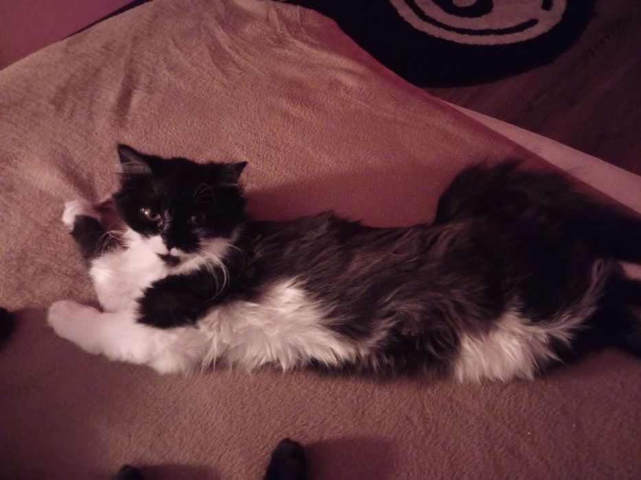 кошка котенок девочка