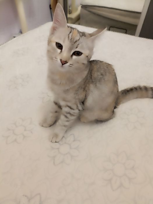 Продается кошка шиншилла