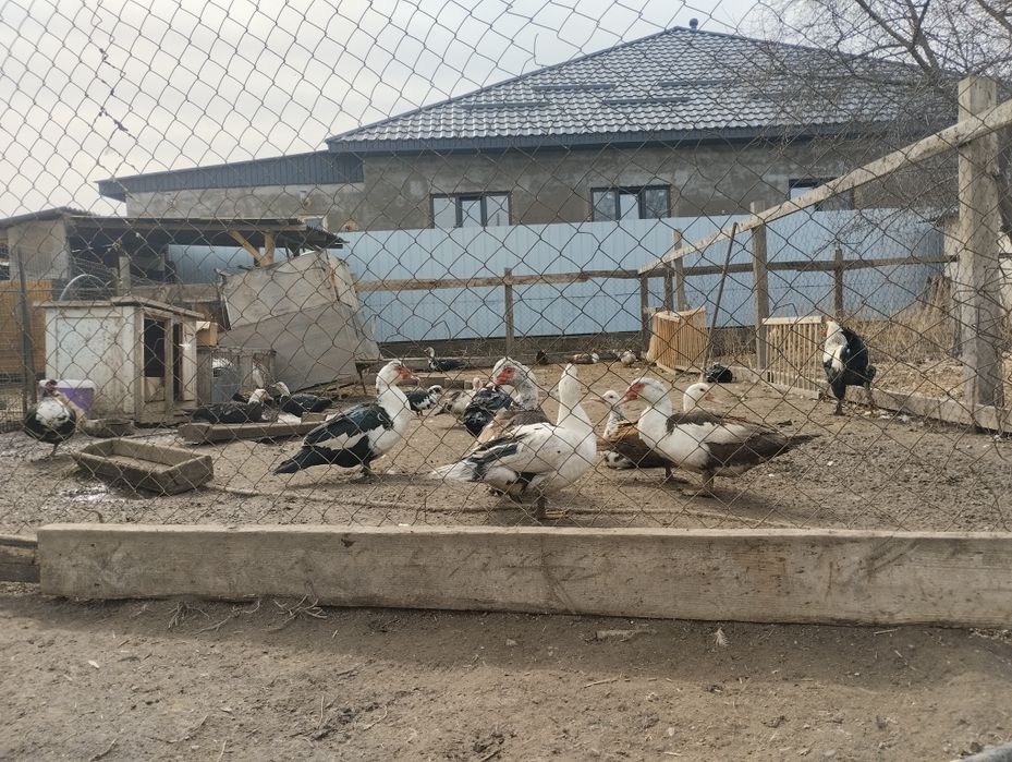 Продам домашних уток