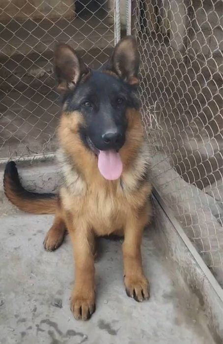 Немецкая овчарка продается , мальчик , г Нукус