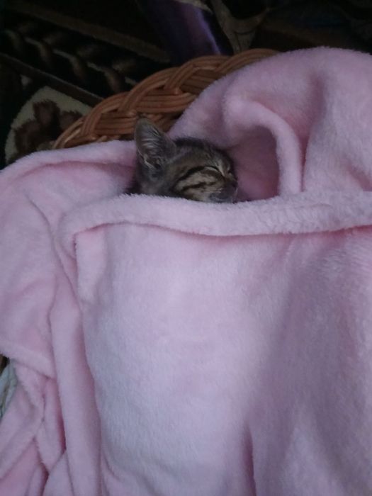 Отдам котёнка лапочку, в хорошие руки.