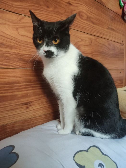 Кошечка ищет дом