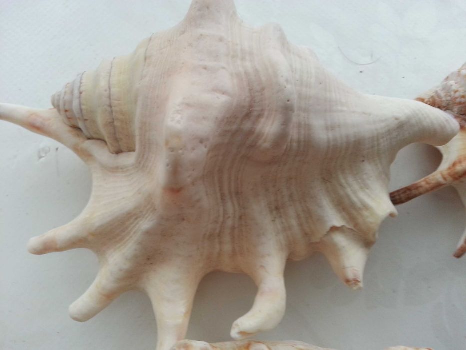 Морска красота за декорация