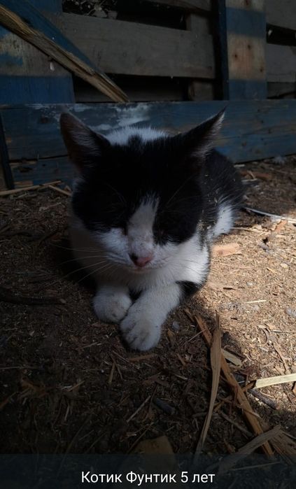 Срочно, отдам в хорошие руки