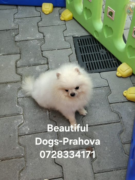 Mascul Pomeranian