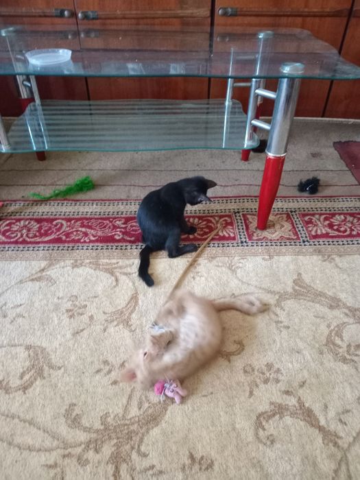 Пристраивается котята домашние даром  возраст два месяца  .