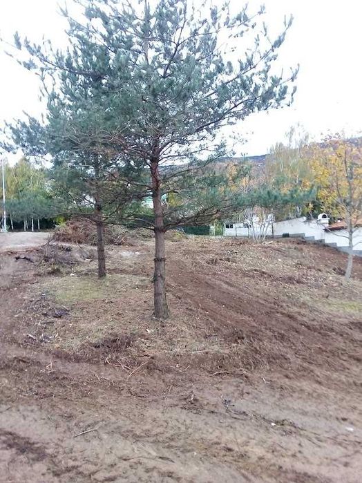 Подрязване на овощни дървета