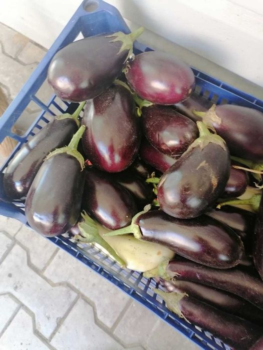 Продам домашний перец и баклажаны ..