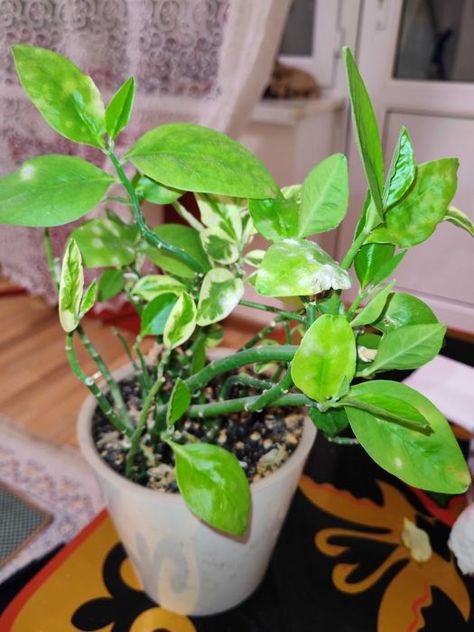 Комнатные растение