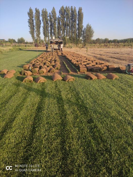 Газон екамиз тайор рулон ва уругидан сепамиз yevro gazon