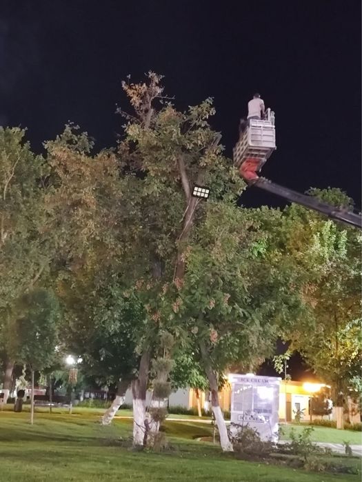 Daraxt kesish/Спли деревье и обрезка