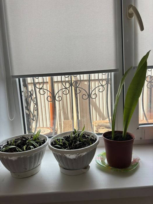 Домашние неприхотливые цветы