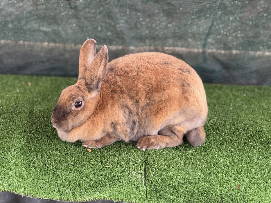 Продавам зайците на снимките от породата Рекс