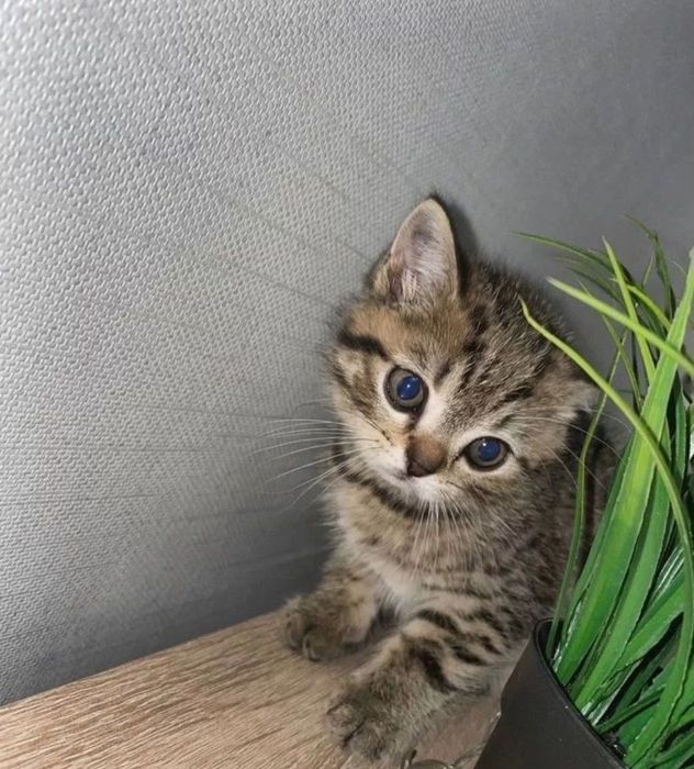 Ласковые и игривые котята мальчики и девлчуи, 1 мес