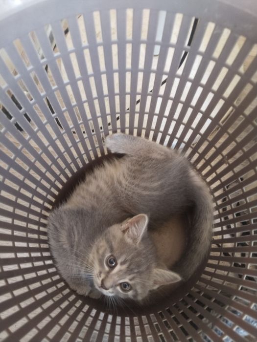 Хорошие Котята даром