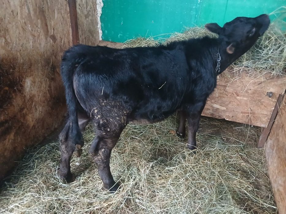 De vanzare vitica angus originala